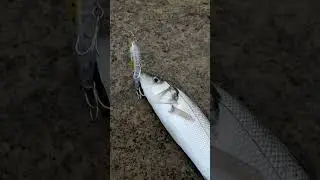 &Ccedil;anakkale&rsquo;de LRF ile Levrek avı!