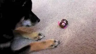 黒柴ターボ、マイクロペットと遊ぶ - Turbo vs Micro Pets-i 