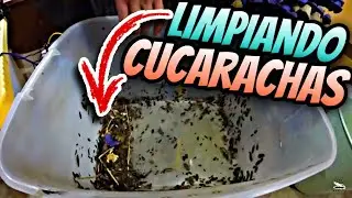 Así Es La Limpieza de Rutina Para Mis Cucarachas!!! (alimento para reptiles)