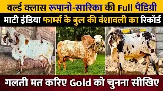 Mati India Farms में Top गिर Bull रूपानो और High Milker सारिका का बेटा 👌 पूरी वंशावली। Part-2 ।
