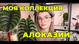ОБЗОР АЛОКАЗИЙ: от миниатюр до гигантов-показываю свои любимые сорта