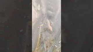 shell 🐚🐚🐚 #travel #adventure #shortvideo #abhishek #reels #kiran #mumbai #