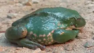 DESERT FROGS SALAMANDER IGUANA LIZARDS AMPHIBIANS REPTILES ARIZONA SONORA DESERT MUSEUM TUCSON AZ 1