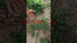 சஞ்சீவி மூலிகை##Sanjeevi herb#trend ##viral ##trending ##nature
