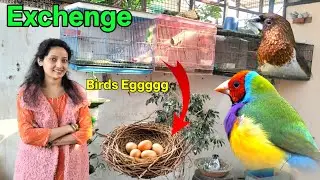 gouldian finch ke ande bengali finches se exchange kar diye 🤔🐦 || exotic finches ||