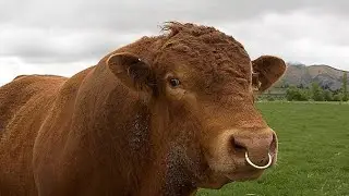 Most Favourite Cow In UK | South Devon  | AllFactX