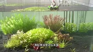 控制水草缸不長藻或者很少長藻的條件 控制水草缸不長藻或者很少長藻的條件#水族 #水草缸 #水草造景