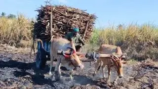 Bullock Cart Ride | Bullock Cart Heavy Load Ride