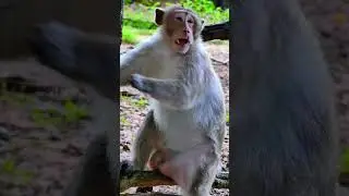 Adorable Kawiki monkey Sits and Stay alone, @5starmonkeys⁩, #babymonkey, #babyprimate, #monkeysr