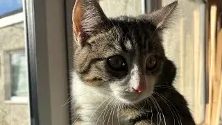 MORNING HOURS ASMR WITH MY CATS!! #cats #catbreed #subscribe #kitten #cattype #tibbs #rocky #cute #💕