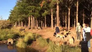 Tokai Forest Memories