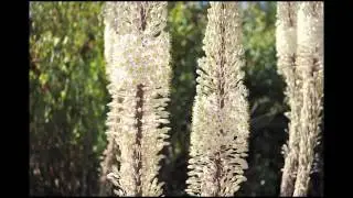 Time-lapse close-up of Giant Squills for a day