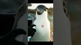 Lucky penguin #wildliferescue #wildrescue