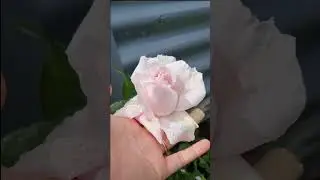 My #Beautiful #rosegarden #blooming P6 #FirstCrush #fragrance  #shorts