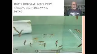 Fish disease case nr. 29 Botia kubotai, loach, with metacercaria, worm larvae digenetic Trematode