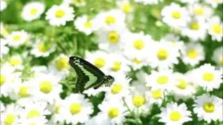 J.S.バッハ: 主よ､人の望みの喜びよ(合唱)［ナクソス・クラシック・キュレーション #癒し］