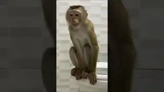 Monkey Lyly hurriedly hid everywhere because she didn't want to take the medicine. #monkey