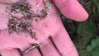 Scattering Seeds