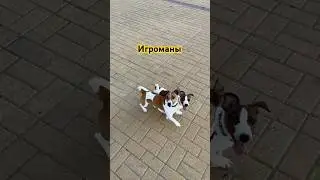 Игроманы - Джек Рассел терьер Честер и его сын Бастер #собака #суперсобака #dog