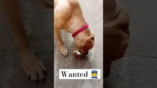 why police wanted my dog what she theft 😍 #labrador #doglover #i #aww#badgirl #police #daisyoftheday