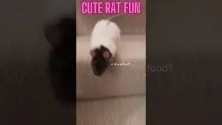 🐭💖 Cute pet rat having fun Playful Rats Melt Your Heart🐭 #shorts #CuteRats #Heartwarming #petlover