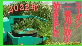 2022年  スーダングラス 一番草刈り取り始まりました。