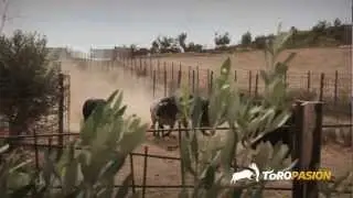 Toropasión - Toros de Palha, Miura, Cebada para la Feria del Pilar de Zaragoza 2012