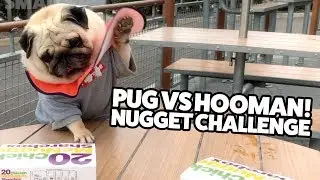 Chicken Nugget Challenge Pug vs Human