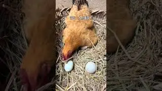 Mother hen It's much bigger and heavier! #Wonderful Animals #Funny Animals #Cute Pets Dai   #82f22