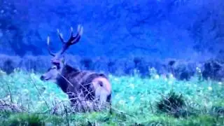 GIANT Wild  Red Stag HUNTING Shed Cast Antlers