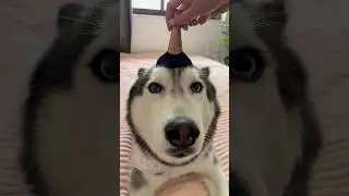 My Husky Loves Makeup 💄🥰