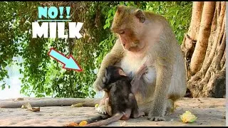 NO MILK BABY! TARA BLOCK MILK TITAN, HOW CUTE BABY TITAN DO FOR RELEASE MOM WARN? PIGTAIL LOVE TITAN