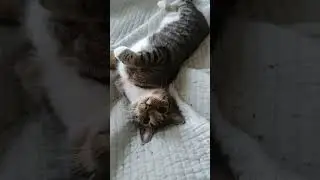 Cat Rolling In Catnip She Knocked All Over The Bed #lol #love #my #youtube #shorts #cat