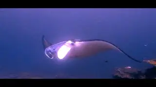 Scuba Dive at Manta Point Bali