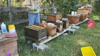Mid Summer Colony Management to Successfully Overwinter Honey Bees