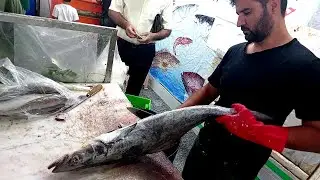 Cobia Fish Cutting | Black Kingfish | Easy Cleaning Technique Unveiled!