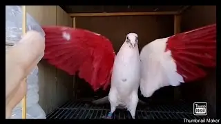 Palomos deportivos.. Sports pigeons..hoy en el palomar..(a&ntilde;o 2019 soltando palomos)