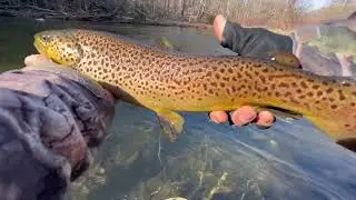 Trout Fishing Keystone Select, McMichael Creek  3 / 20 / 2024