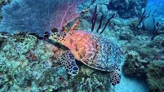 Diving Dominicus Beach January 2025