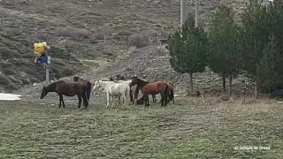 Caballos Salvajes en Sierra Nevada: el confinamiento por el coronavirus deja esta imagen en Granada