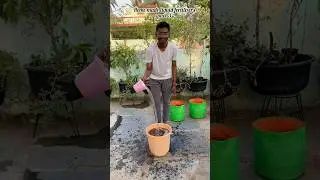 Banana peel fertilizer for high blooming 🍌