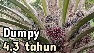 Panen sawit ppks dumpy usia 4,3th