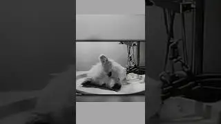 Russian Scientist Dog 1940 Experiment  | scipuz | #shorts #experiment
