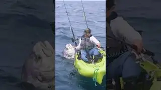 POTENTIAL WORLD RECORD ROOSTERFISH 🔥 #roosterfish #fishing #fishingvideos