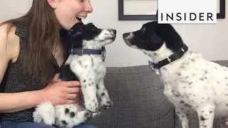 How To Make Custom Stuffed Animals of Your Pets