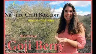 Edible Wolf Berry aka Goji Berry of Arizona ~ Nature Craft Box ~ EP.3