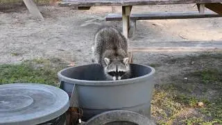 Raccoon eating garbage.