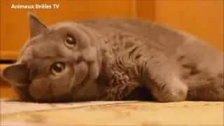 Chat et Chien drole compilation 2016 ✔ animaux dr&ocirc;les #1