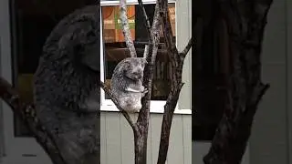 🐨 content to get rained on at Daisy Hill Koala Centre 4/7/23 4🐨Довольствуется дождем, в Коала-центре