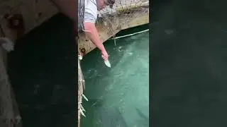 HAND FEEDING MASSIVE TARPON!